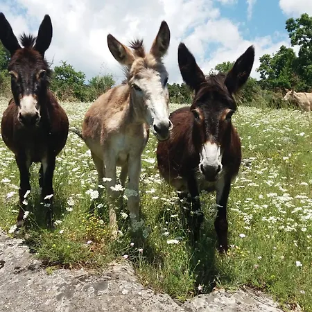 Apartamento Magarija 1 Dimitrovgrad