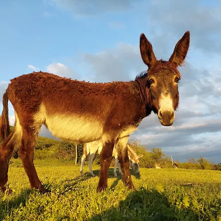 Magarija 1 Apartamento *