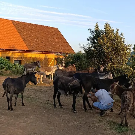 Magarija 1 * Dimitrovgrad